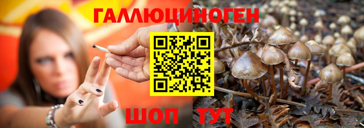 Галлюциногенные грибы Psilocybine cubensis Кызыл